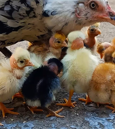 Desi Hen Chicks