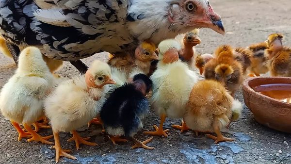 Desi Hen Chicks