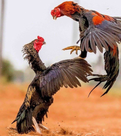 Fighter Hens